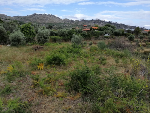 Garduna Mountain Olive Terrace